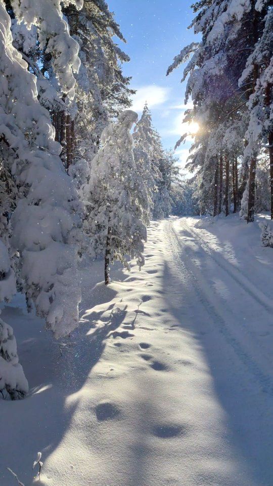 Šetnja kroz zavejani Zlatibor